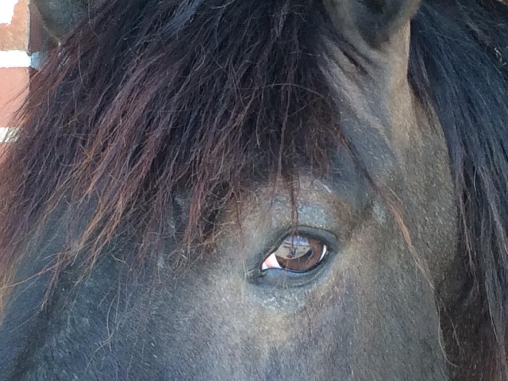 A knowledgeable eye. (Julie June Stewart photo)